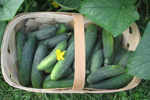 Стакан под куст — и огурцы плодоносят наперегонки: вот на что способен продукт из холодильника