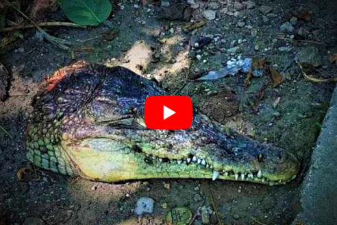 Penduduk desa memakan kepala buaya: pemandangan yang mengerikan!