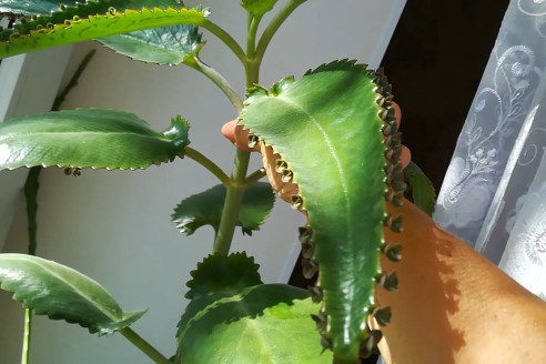 🌿 Домашняя аптека на подоконнике: как приготовить лечебные средства из алоэ, каланхоэ и золотого уса