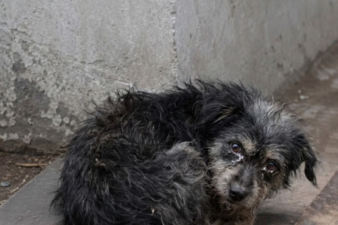 Era ghemuită lângă perete ca o mică întrebare la care nimeni nu răspunsese.