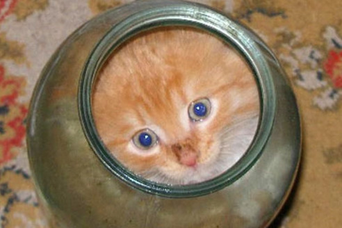 Котенок не мог вылезти из банки. Посмотрите, что сделала мама-кошка
