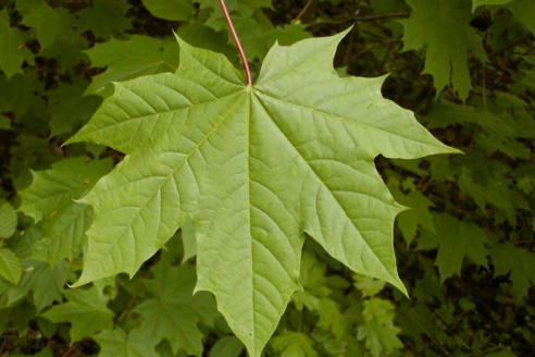 Россиянам рассказали о новых штрафах для дачников