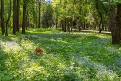 Худшие опасения подтвердились: врачи о страшной опасности в лесу