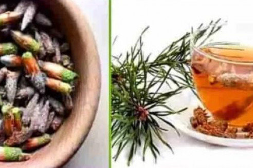 Сосновые почки лечат дёсны и лёгкие, чистят кровь и помогают похудеть