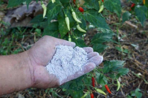 Подкормка золой: как приготовить зольный раствор для растений