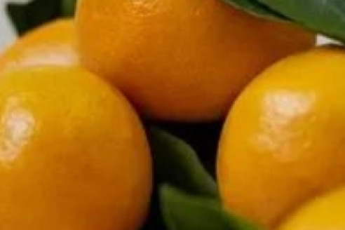 Мандарины защитят от катаракты. 7 полезных продуктов для зрения