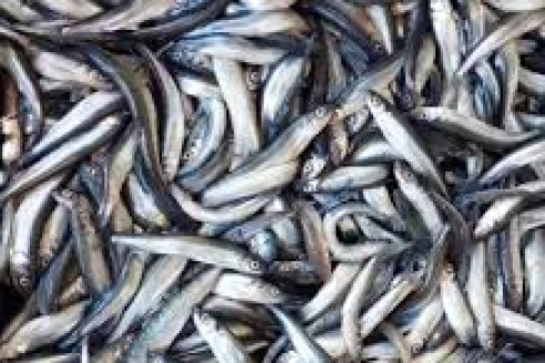 Скупаю килограммы этой копеечной рыбы, делаю вкуснейший обед на всю семью