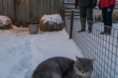 Три дня после смерти старого белого пса серая кошка лежала у восточного забора и не уходила.